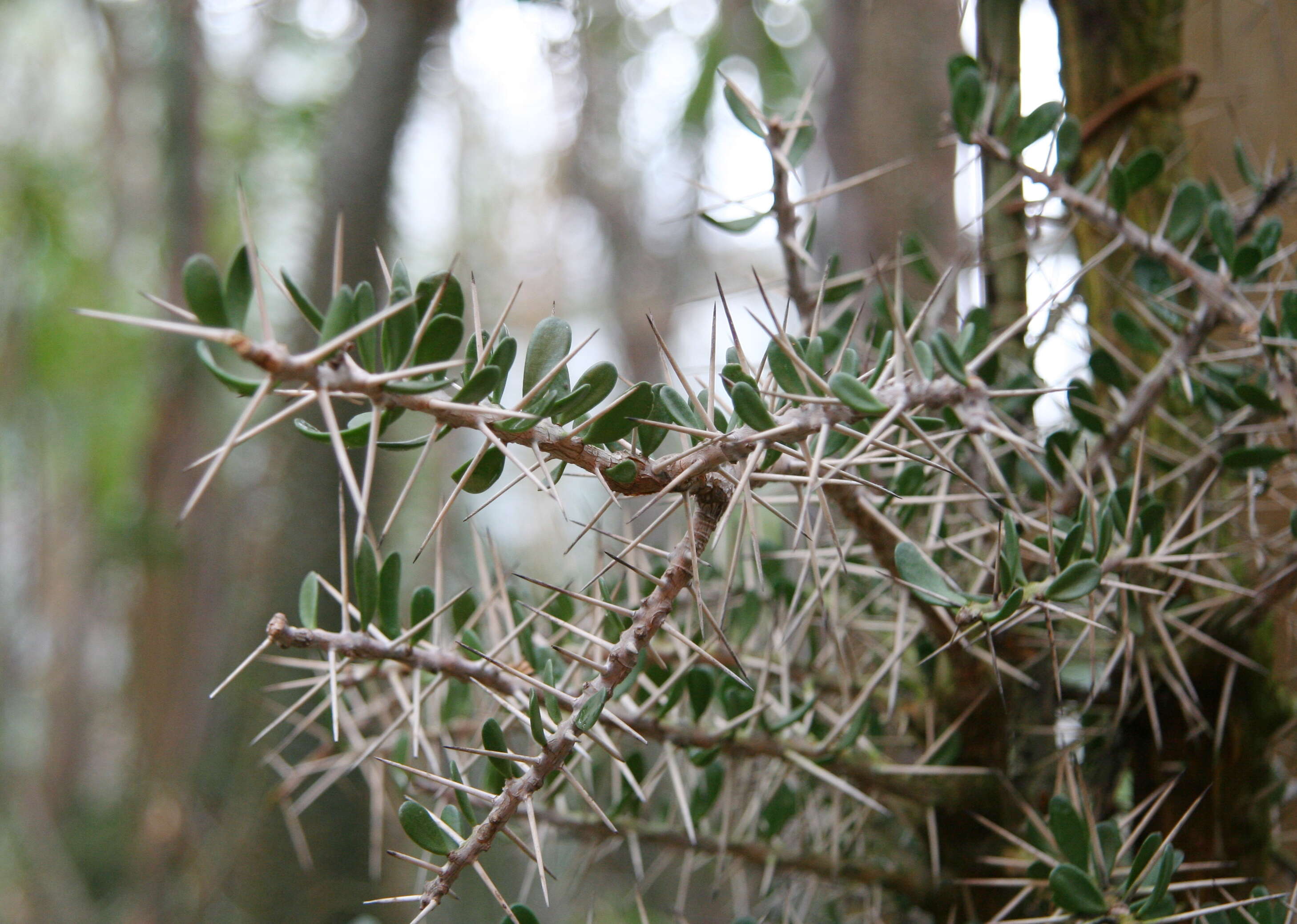 Image of Alluaudia comosa (Drake) Drake