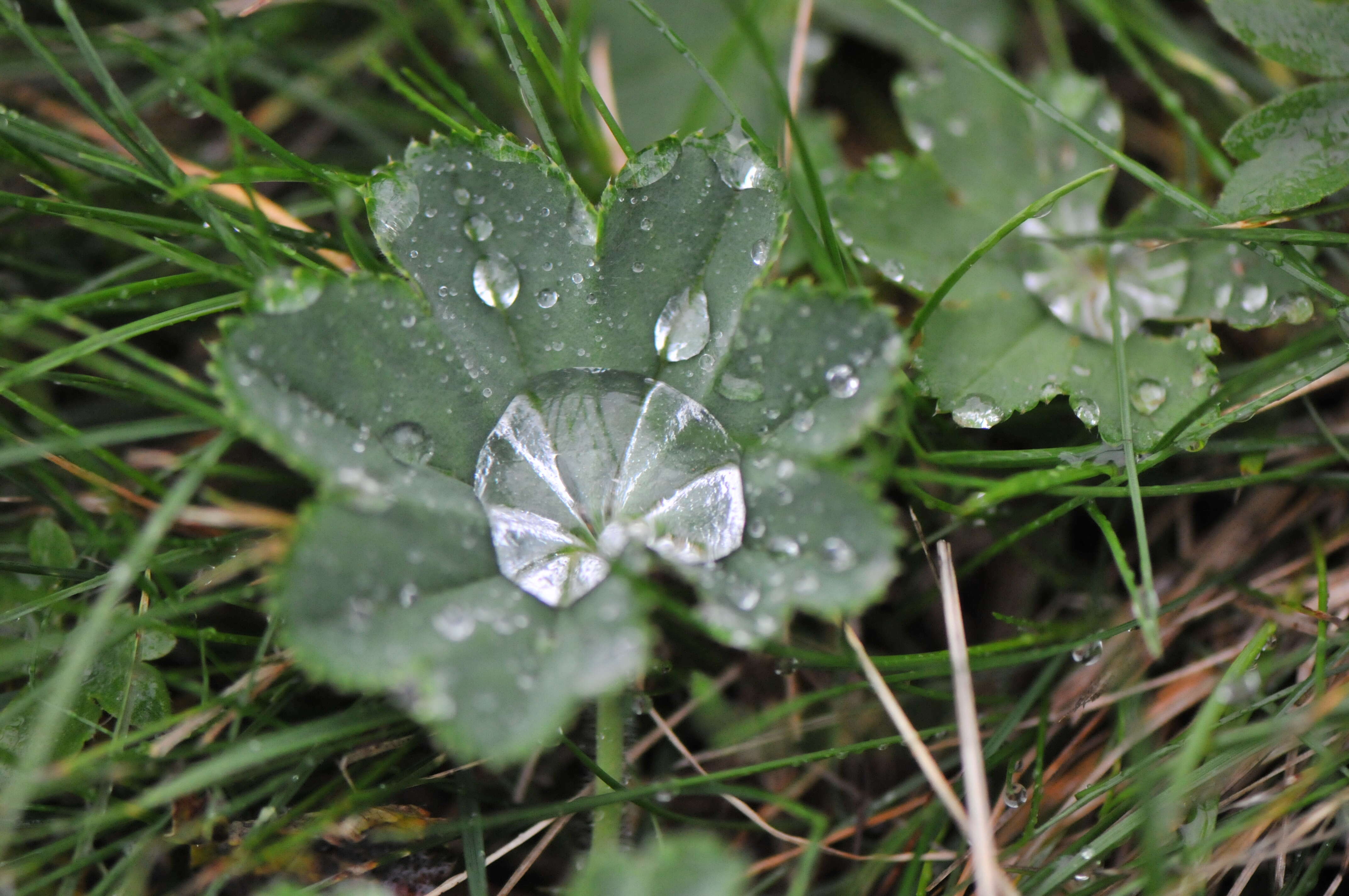 Image of lady's mantle