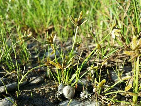 Image of Yellow Flat Sedge