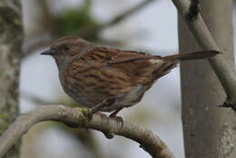 Image of Dunnock