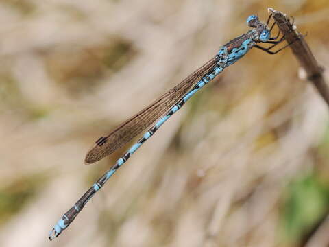 Image of Indolestes peregrinus (Ris 1916)