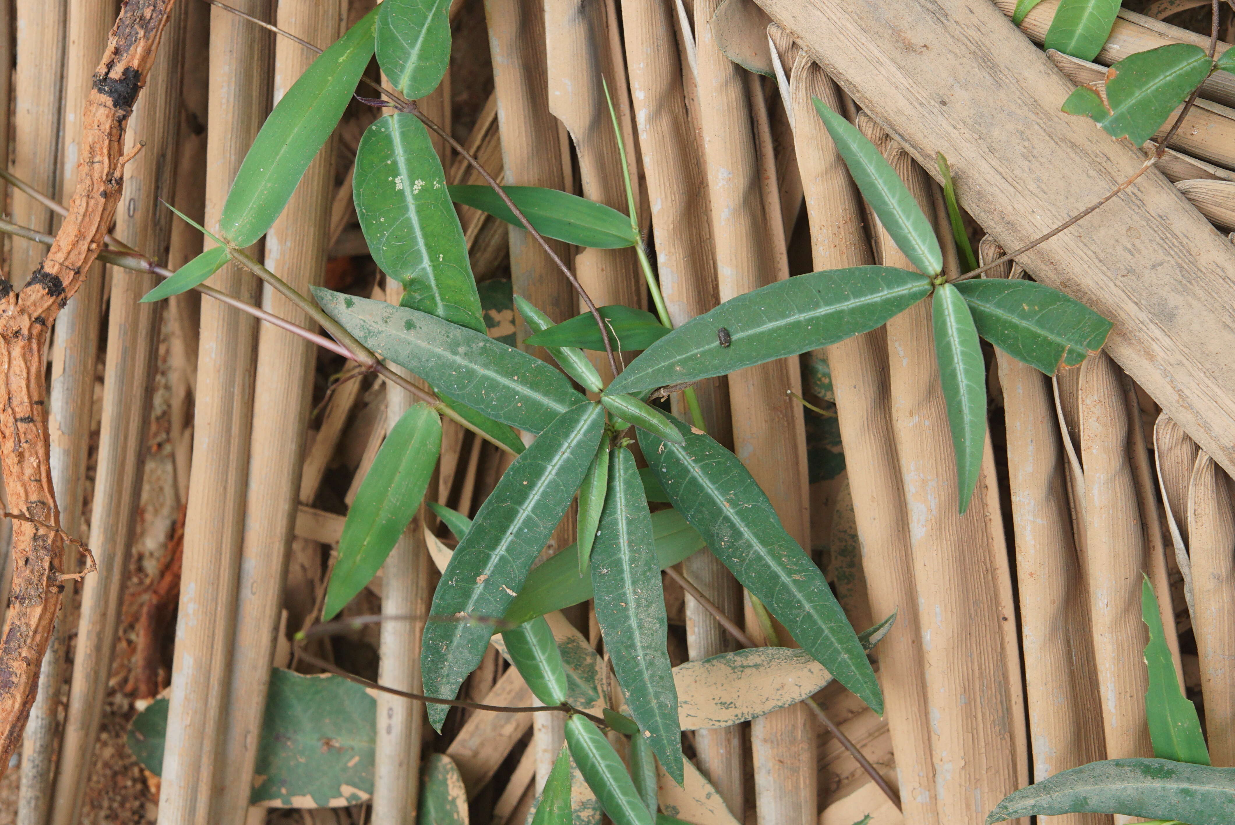 Image de Hemidesmus indicus (L.) R. Br.