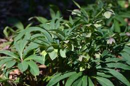 Image of Green Hellebore