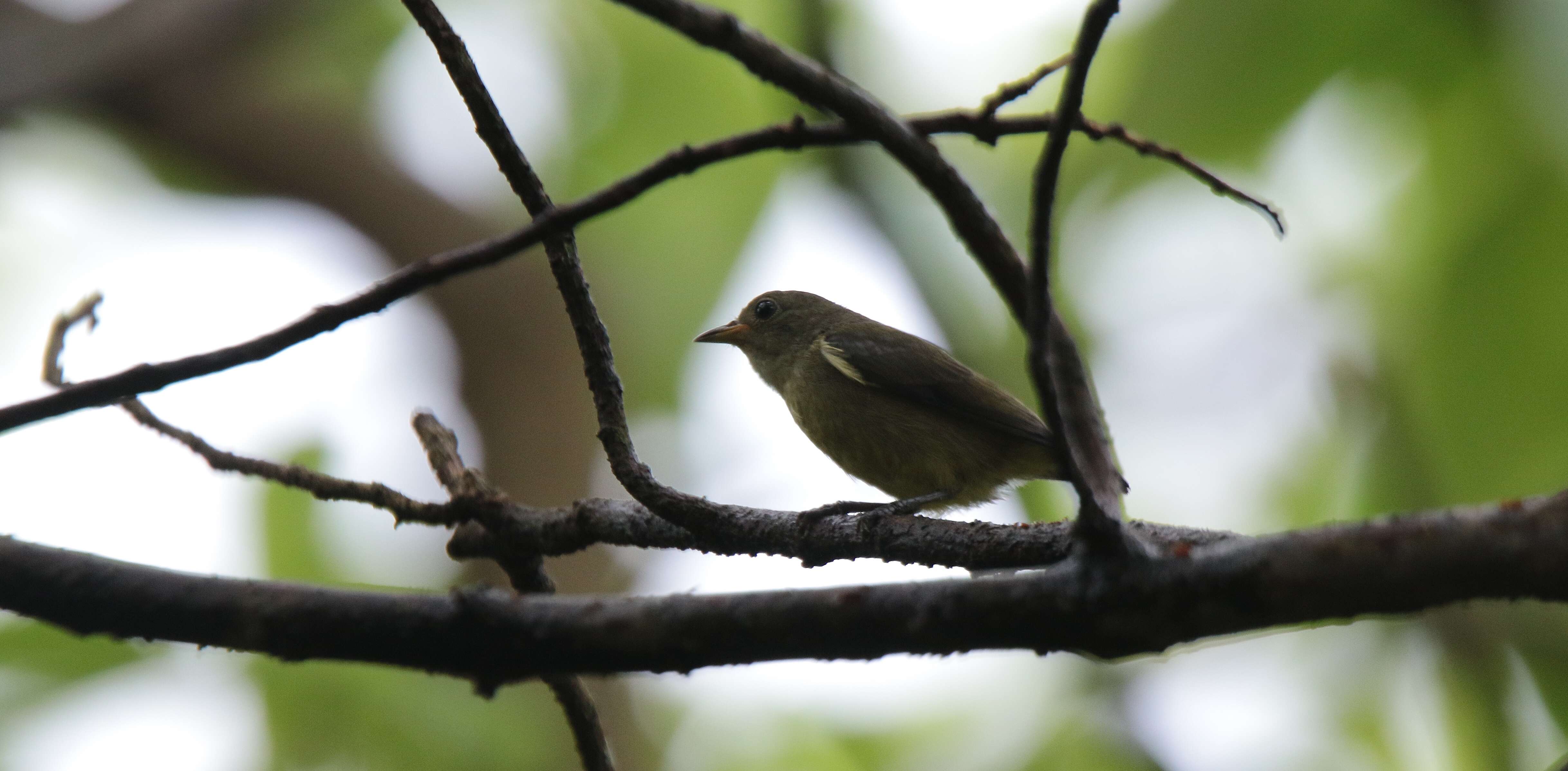 Image of Fire-breasted Flowerpecker