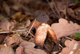 Imagem de Geastrum fornicatum (Huds.) Hook. 1821