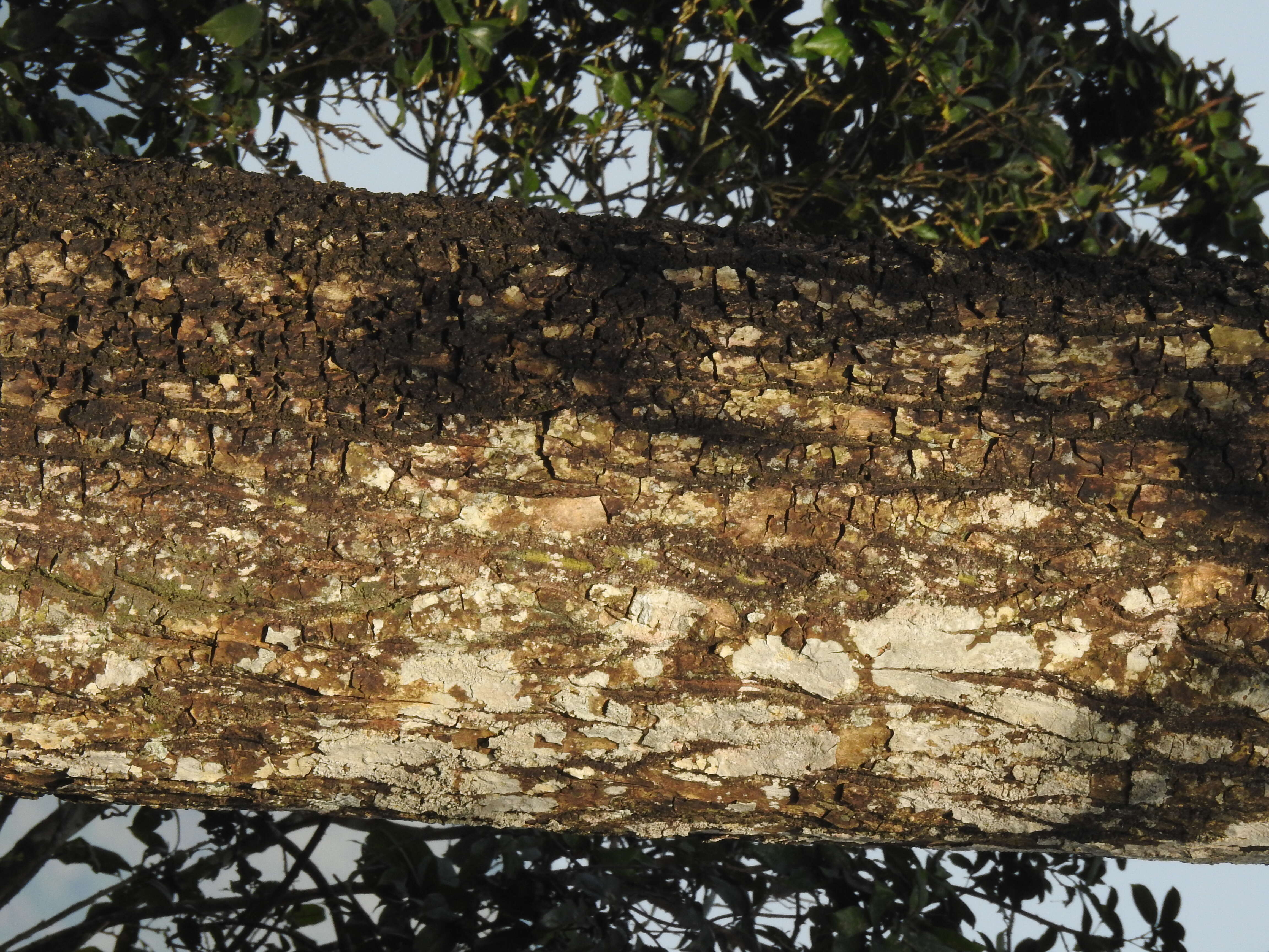 Image de Calophyllum austroindicum Kosterm. ex P. F. Stevens