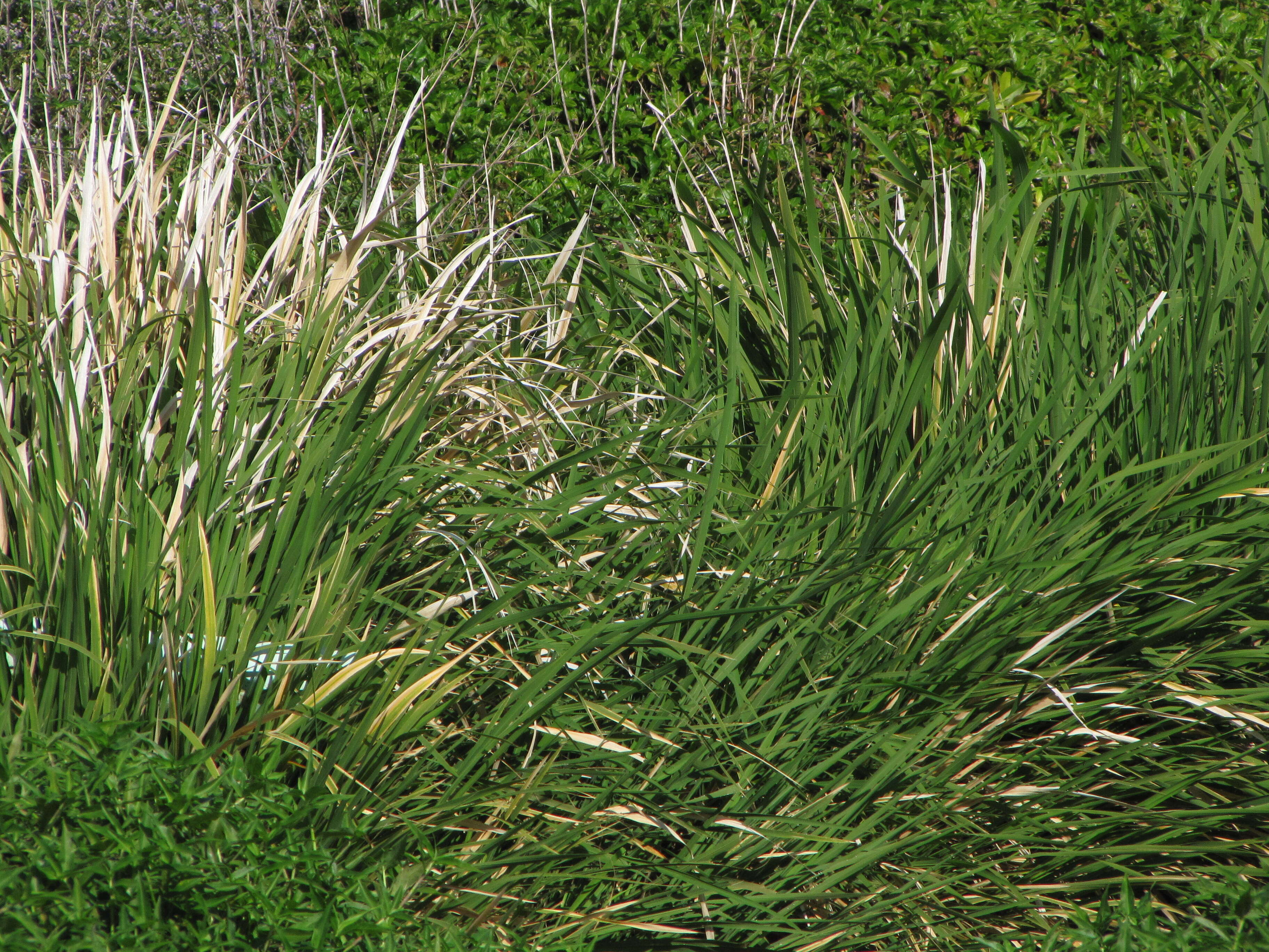 Image de Zizania latifolia (Griseb.) Turcz. ex Stapf