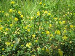 Image of Lesser Hop Trefoil