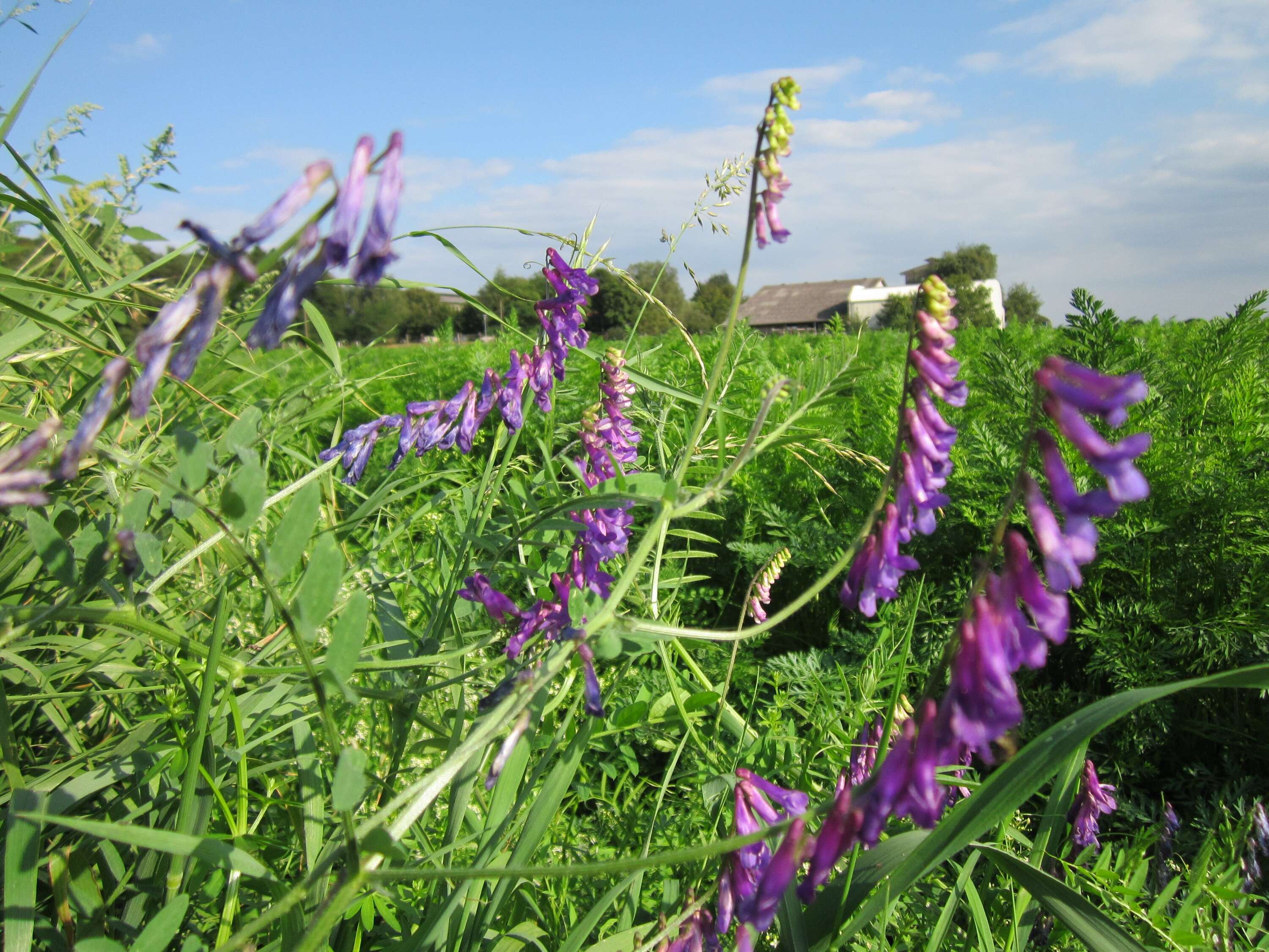 Image of bird vetch