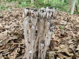 Image of Indian Pipe