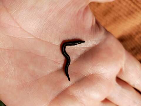 Image of Blue garden flatworm