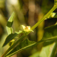 Image of manyfruit primrose-willow