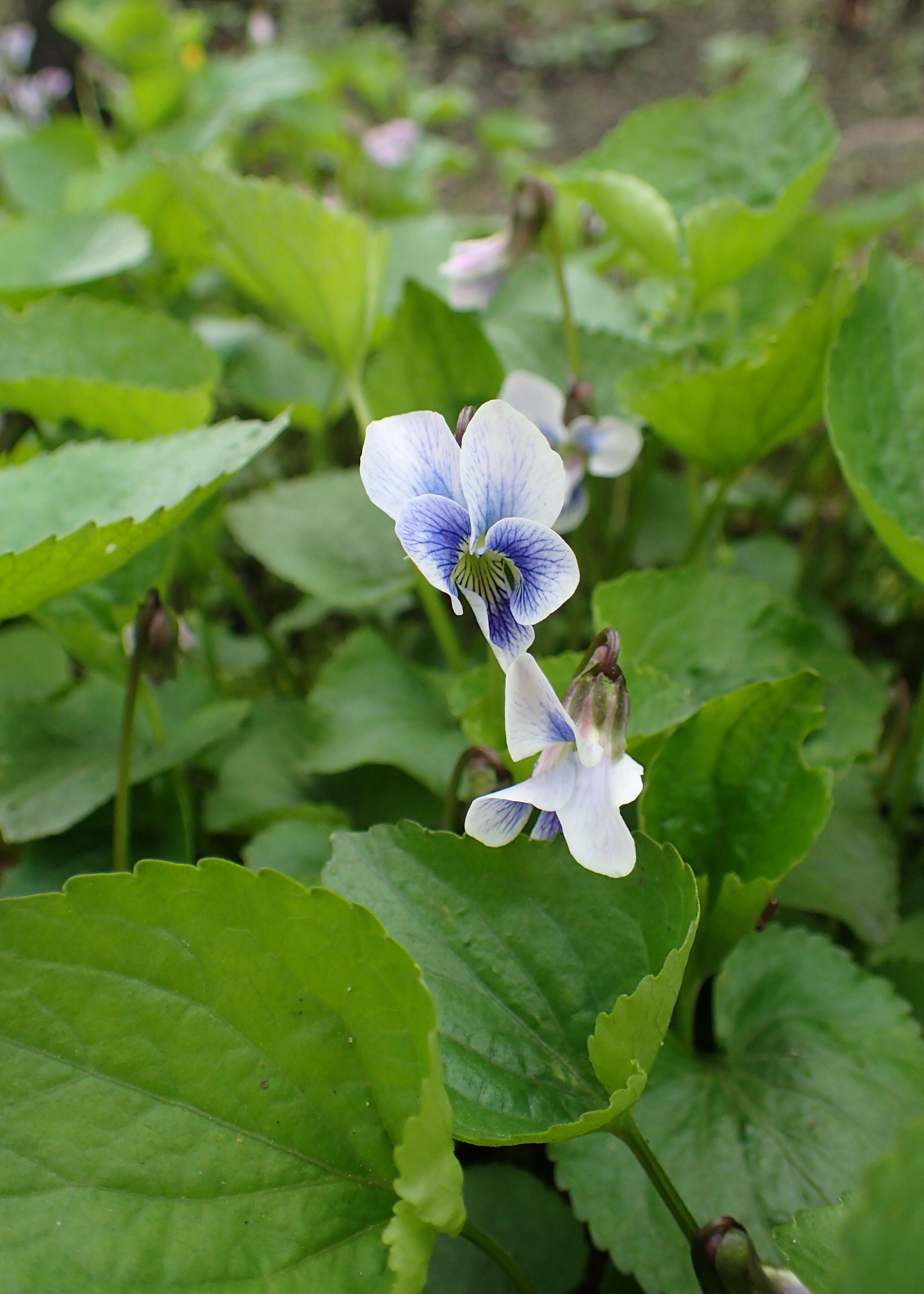 Image of common blue violet