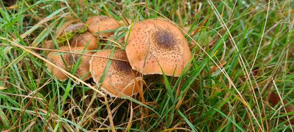 Image of Armillaria ostoyae (Romagn.) Herink 1973