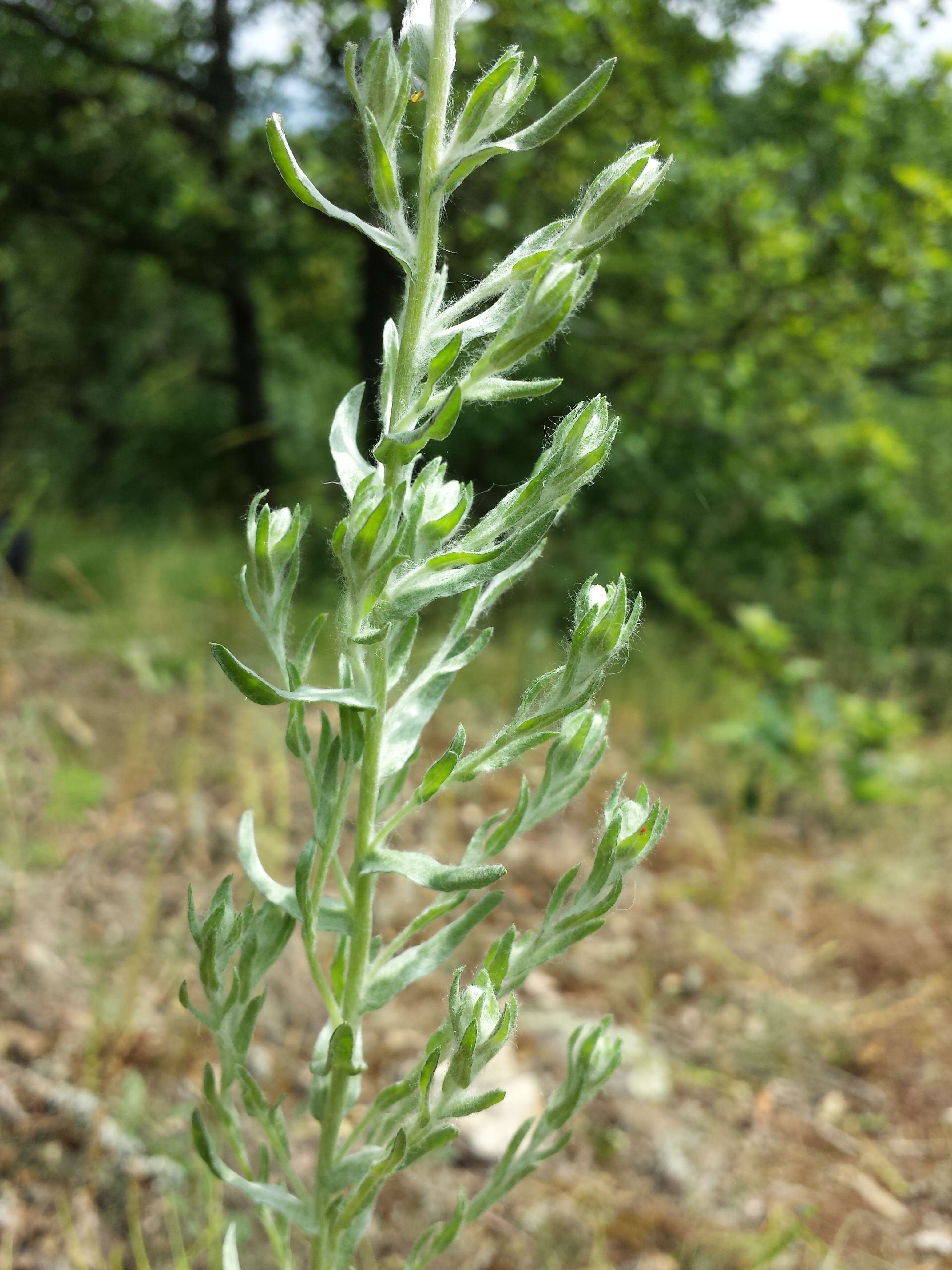 Image of field cudweed