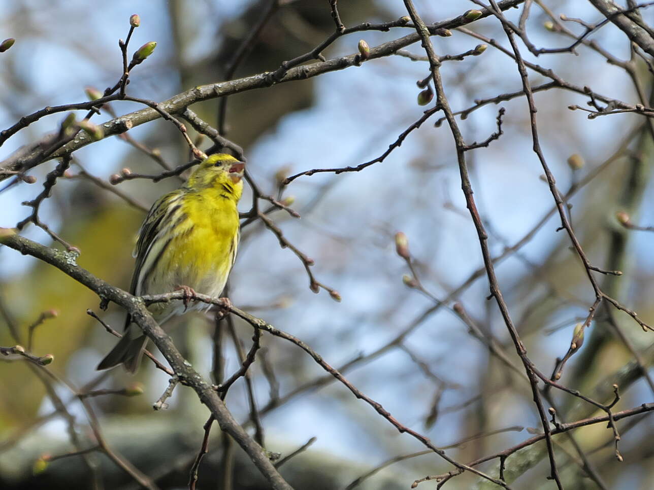 Image of serin, european serin