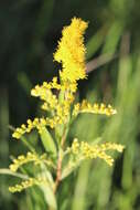 Imagem de Solidago gigantea Ait.