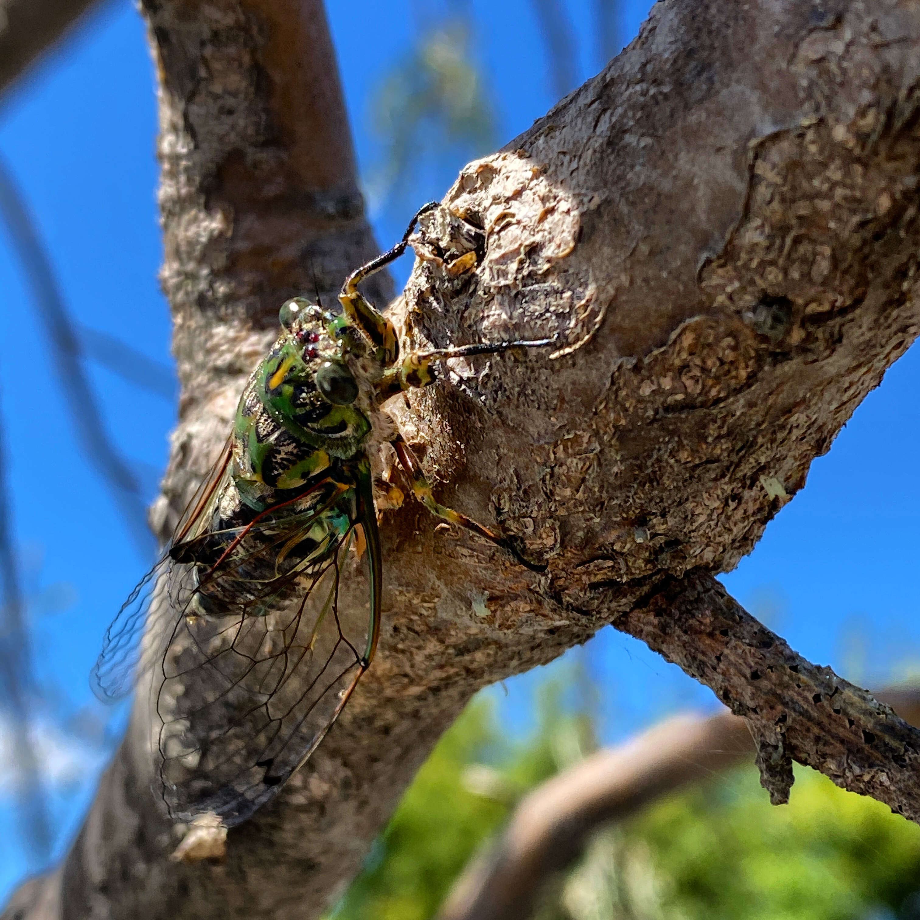 Image of Cicada