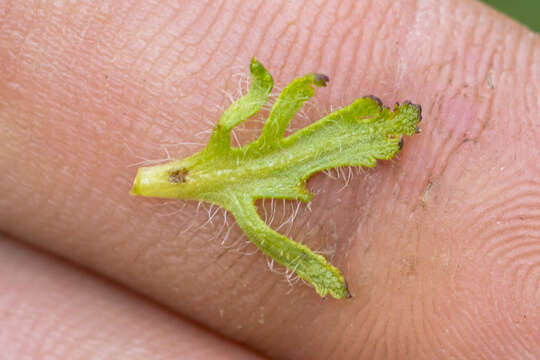 Image of Lousewort