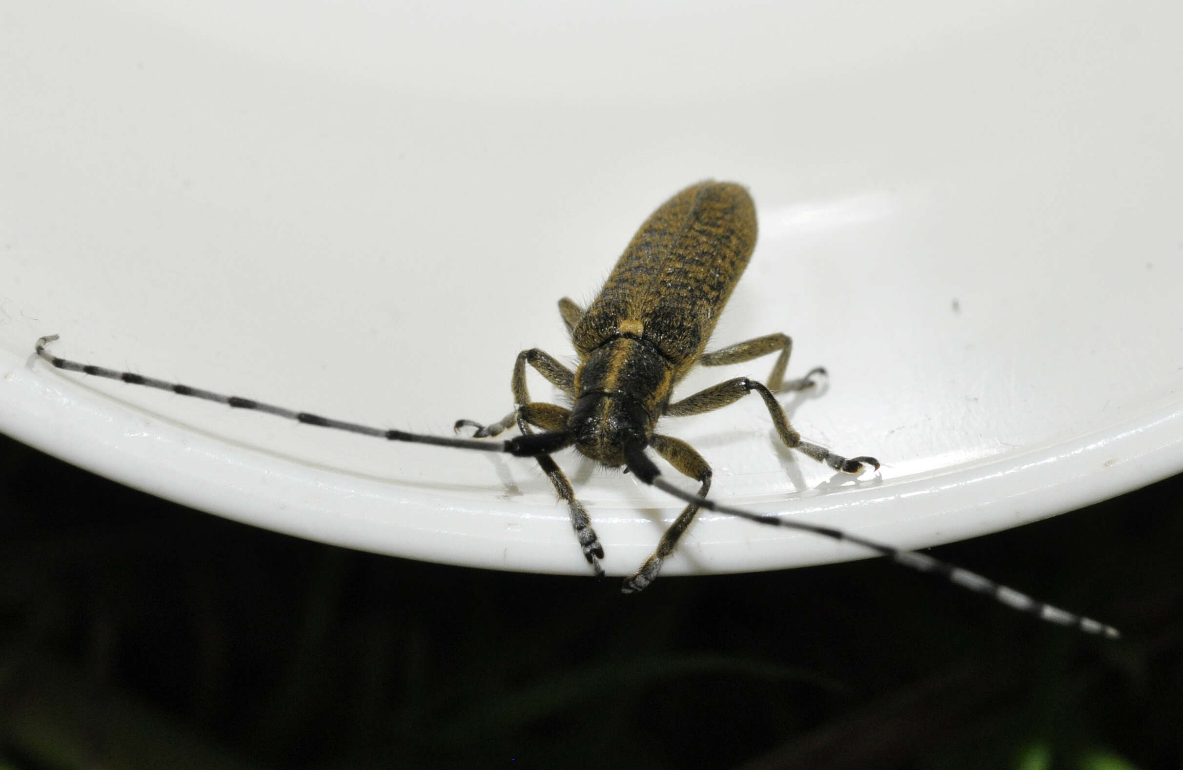 Image of Agapanthia (Epoptes) villosoviridescens (Degeer 1775)