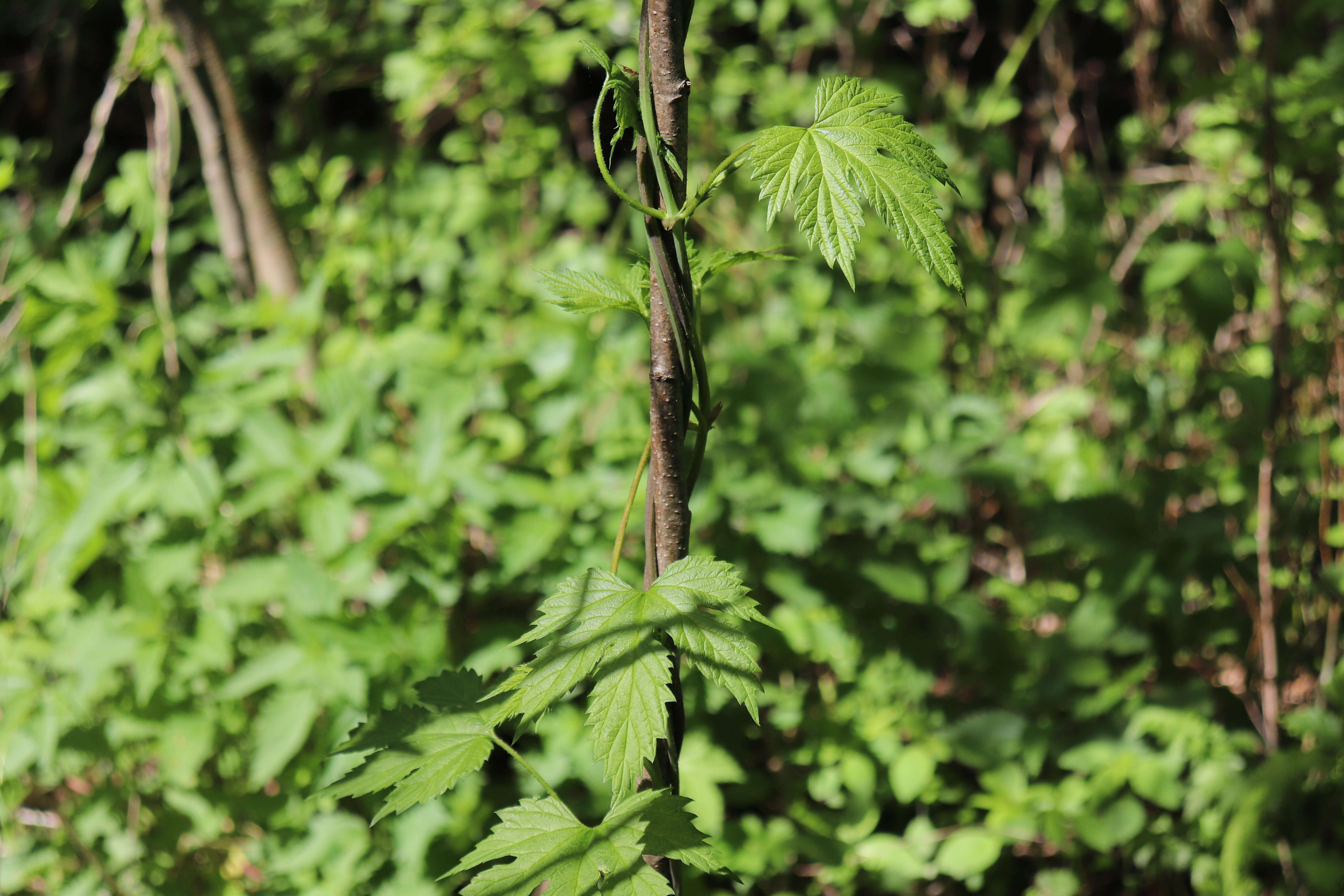 Image of common hop