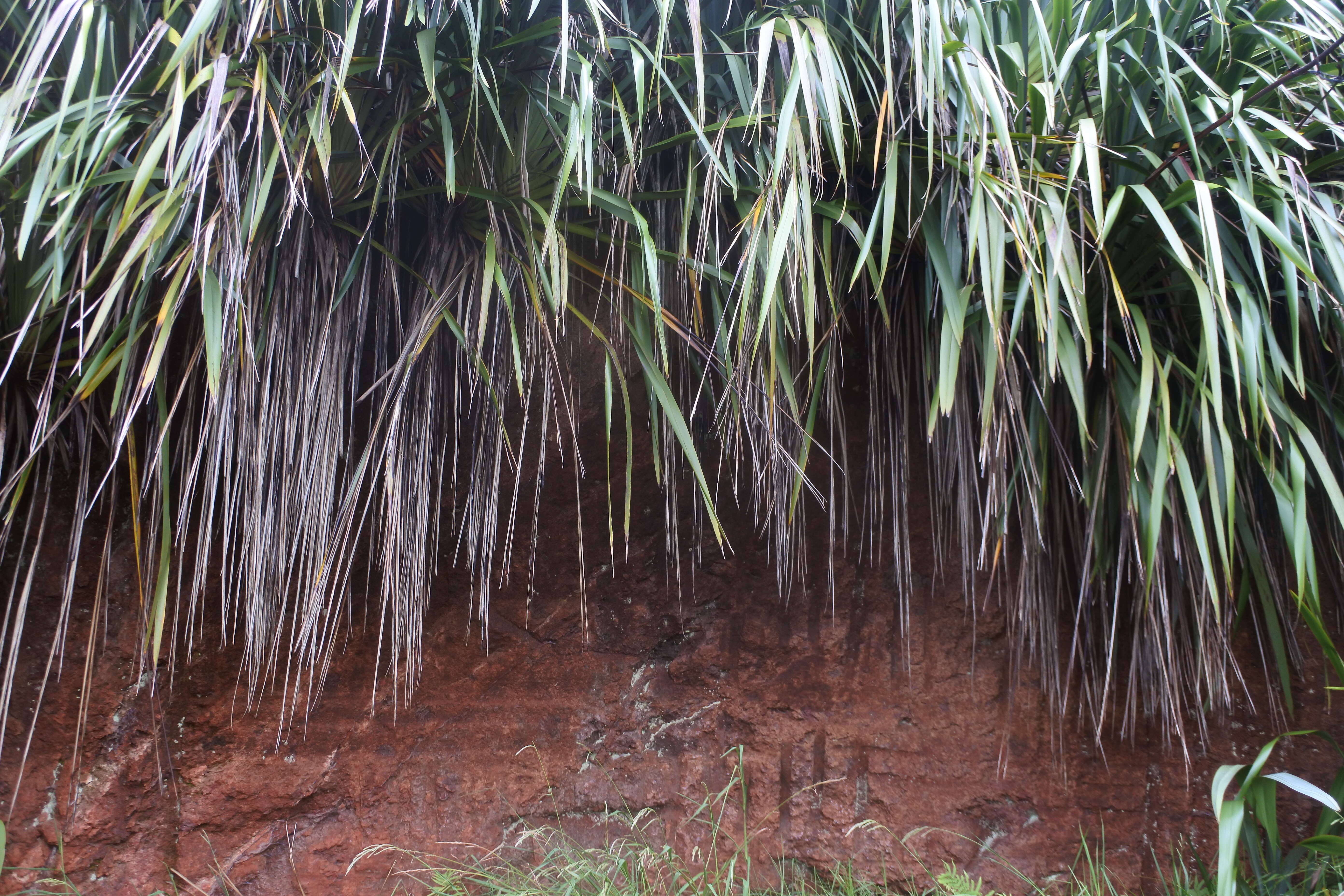 Image of New Zealand flax