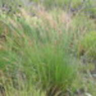 Image of bog-rush