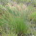 Image of bog-rush