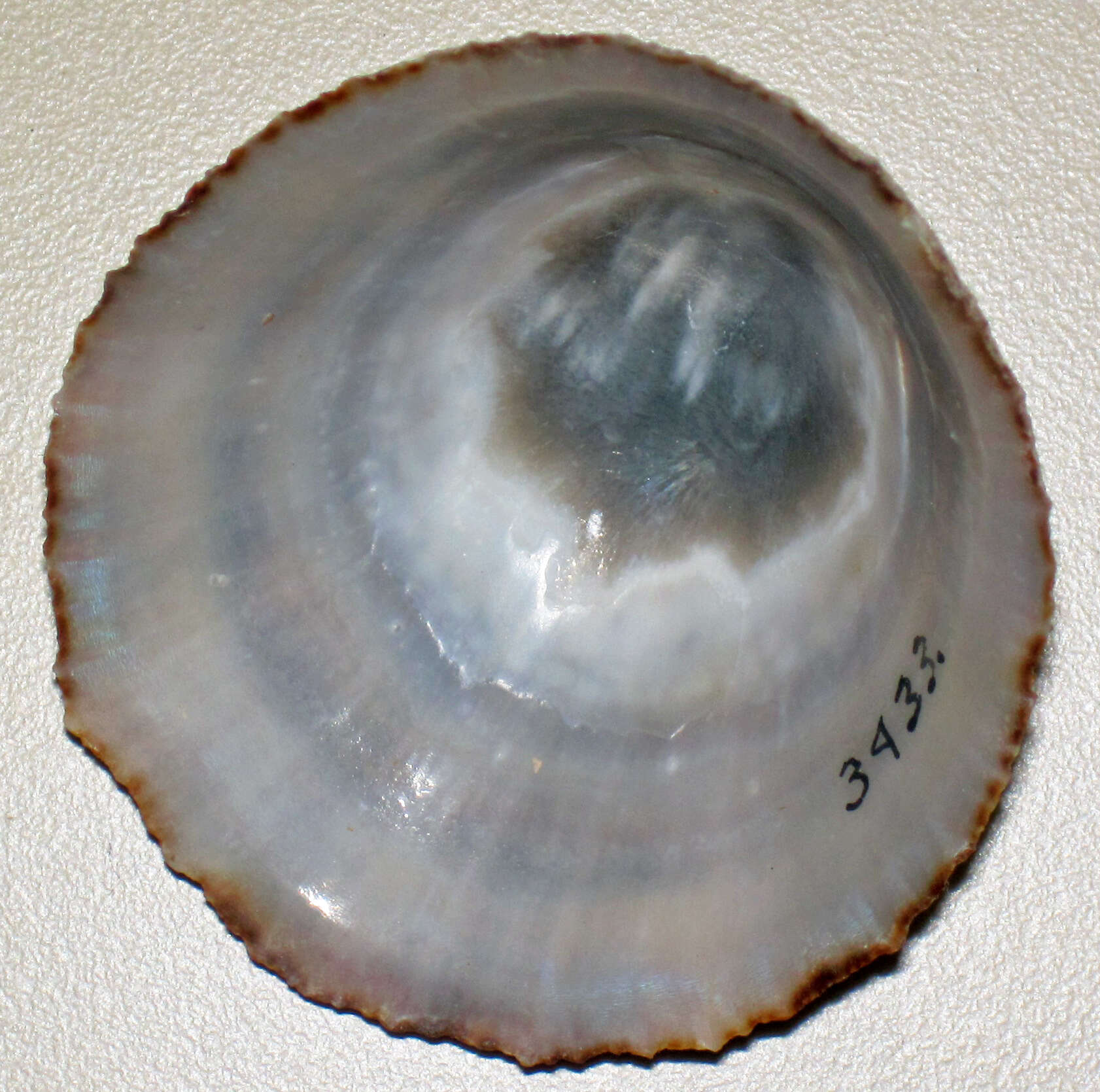 Image of Common limpet