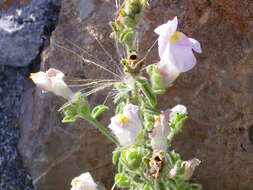 Image of Antirrhinum hispanicum Chav.