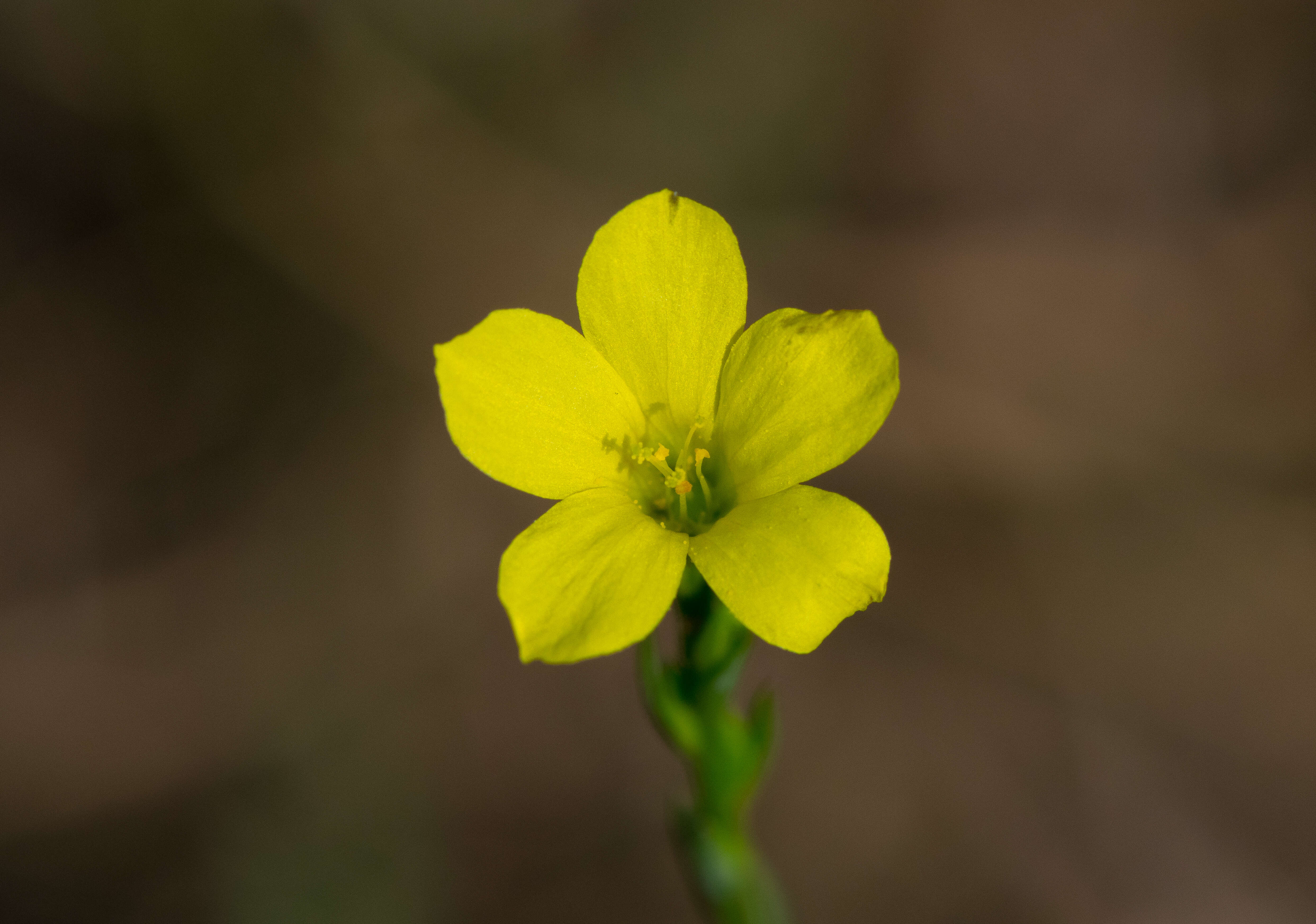 Image of grooved flax