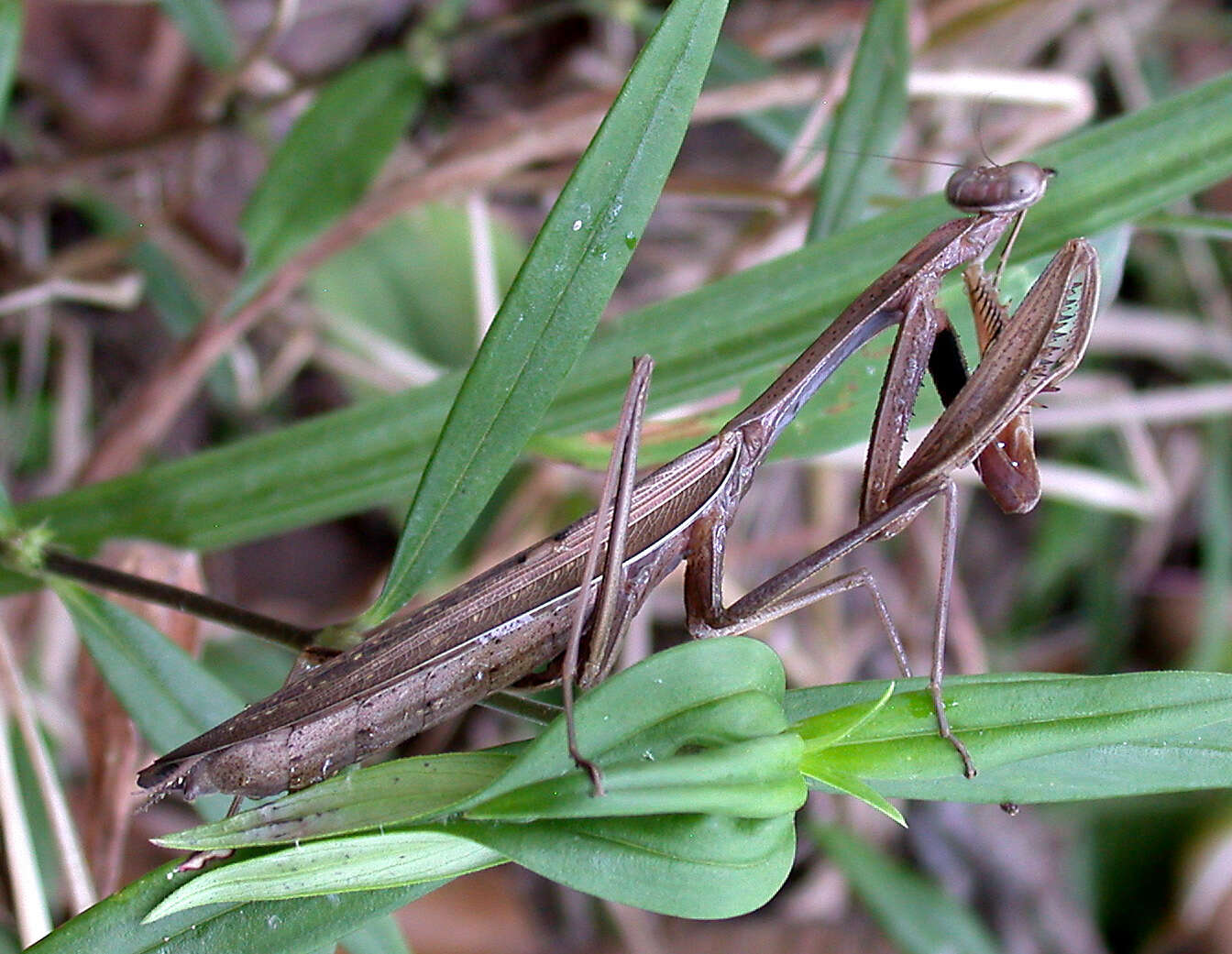 Image of Statilia maculata Thunberg 1784