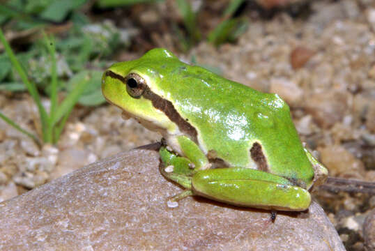 صورة Hyla molleri Bedriaga 1889