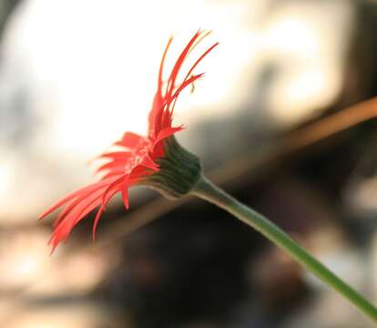 Image of Barberton daisy