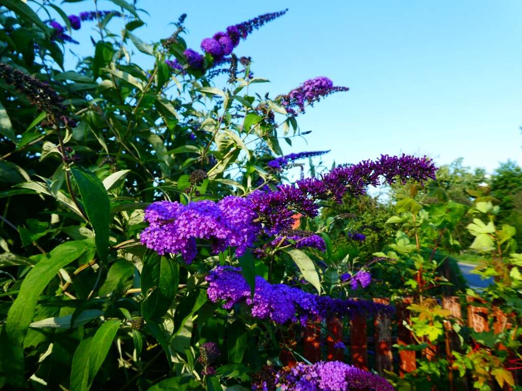 Image of butterfly-bush