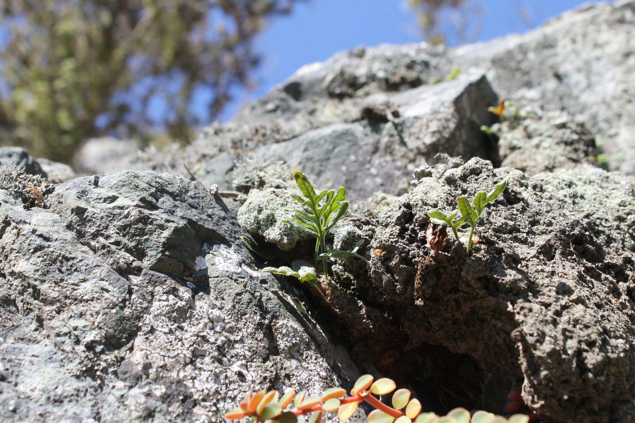 Image of polypody