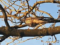 Image of Mistle Thrush