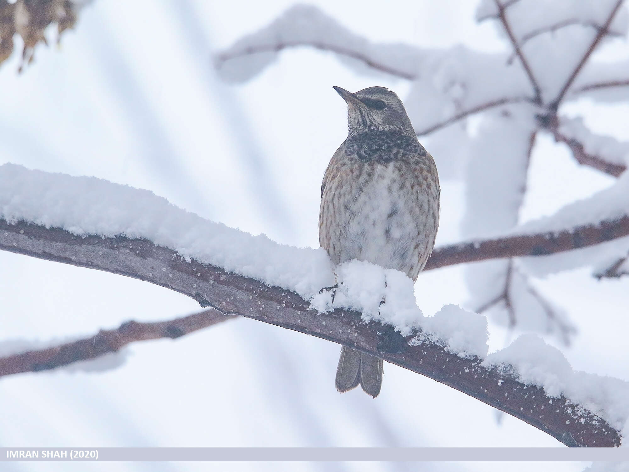 Image of Black-throated Thrush