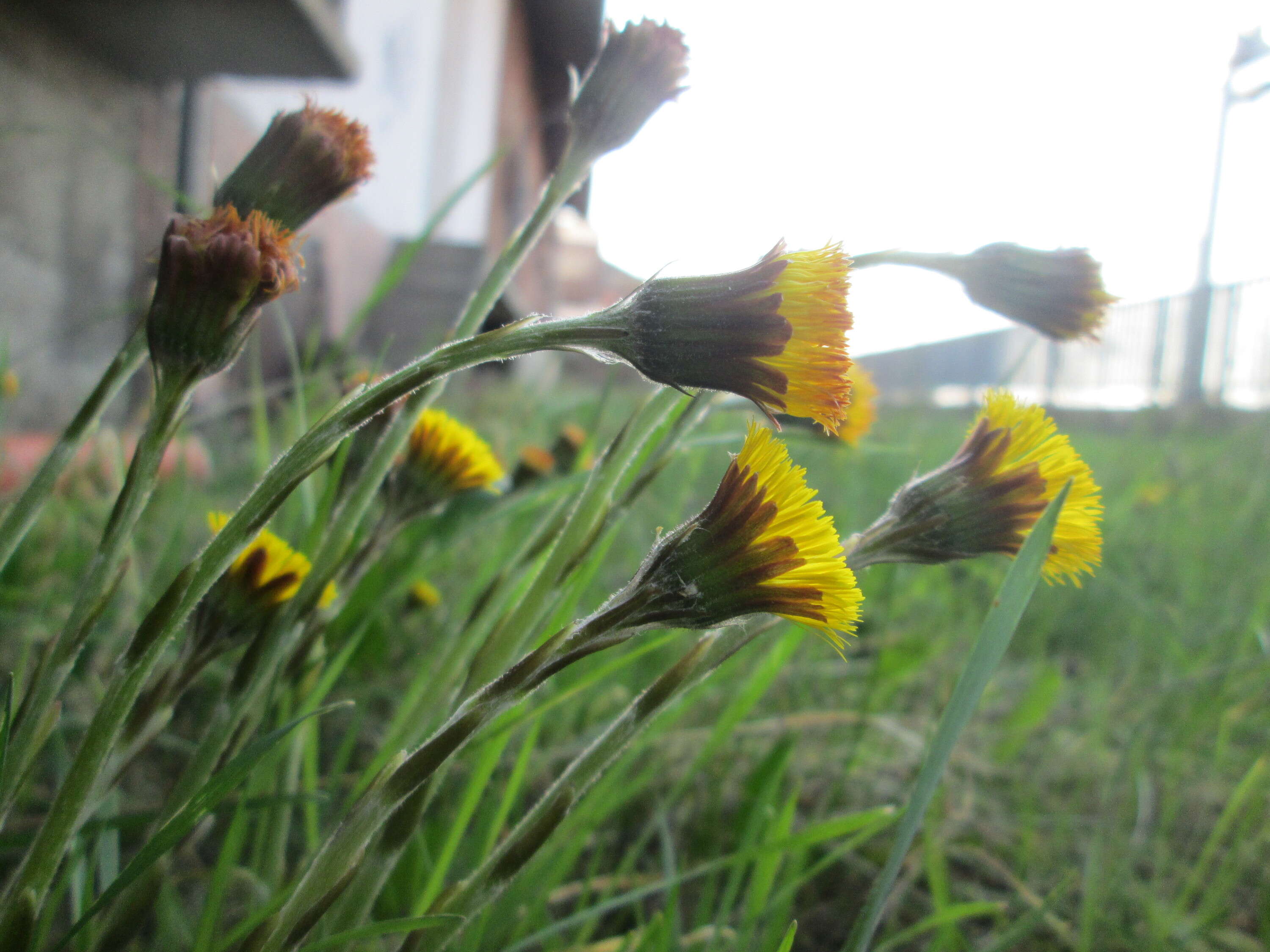 Image of coltsfoot