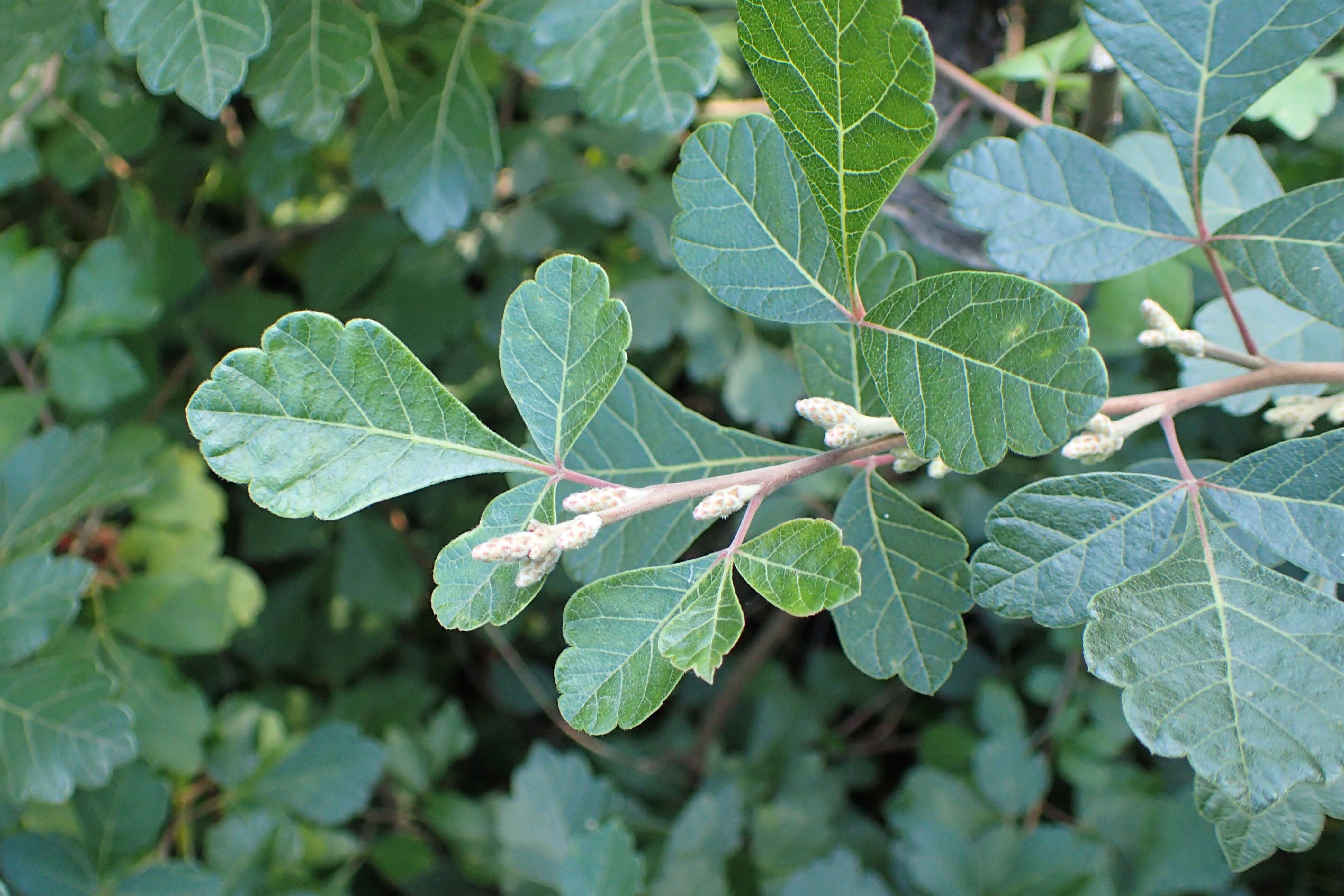 Image of fragrant sumac