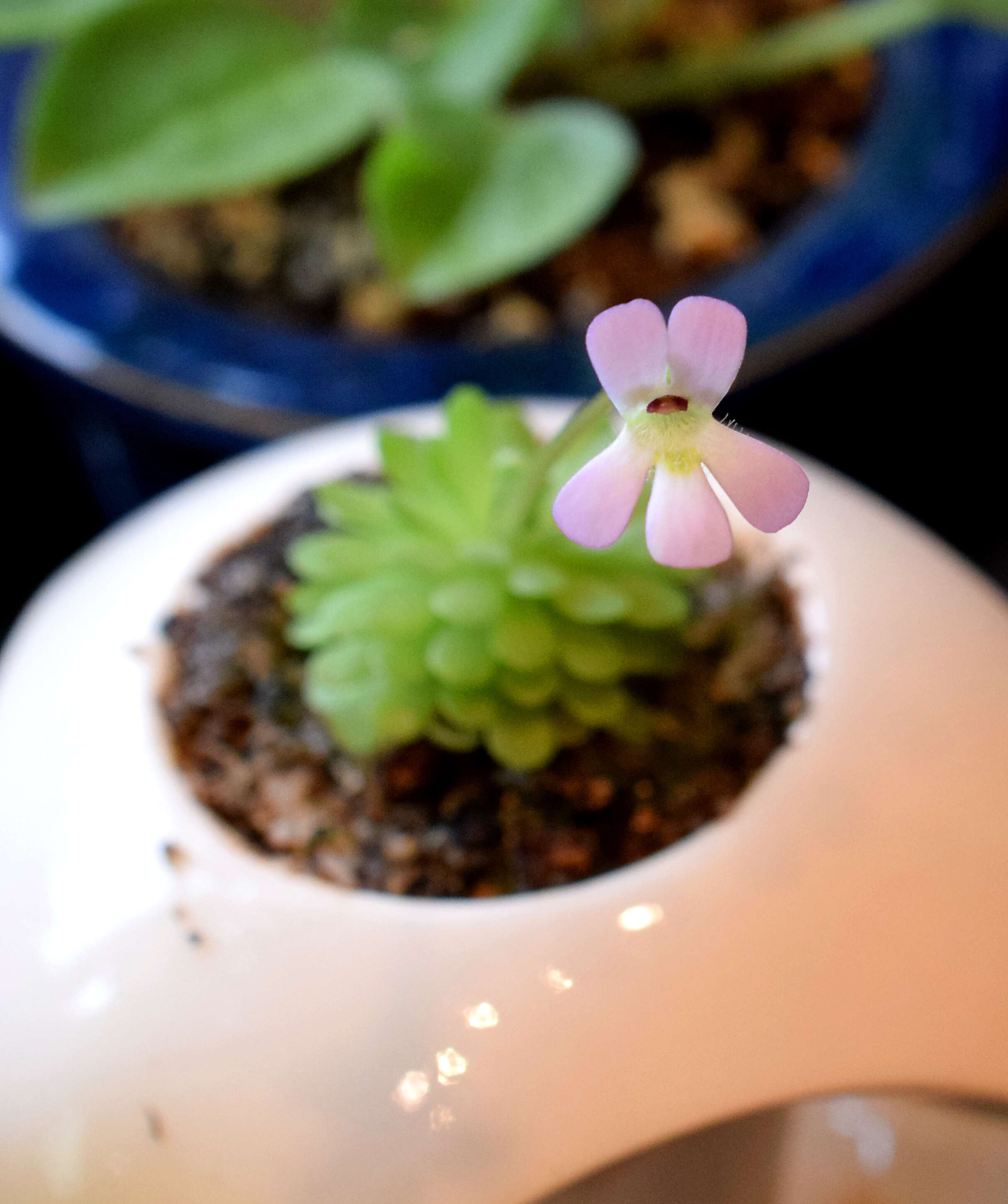 Imagem de Pinguicula esseriana B. Kirchner