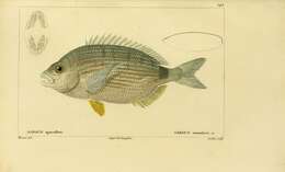 Image of Annular Seabream