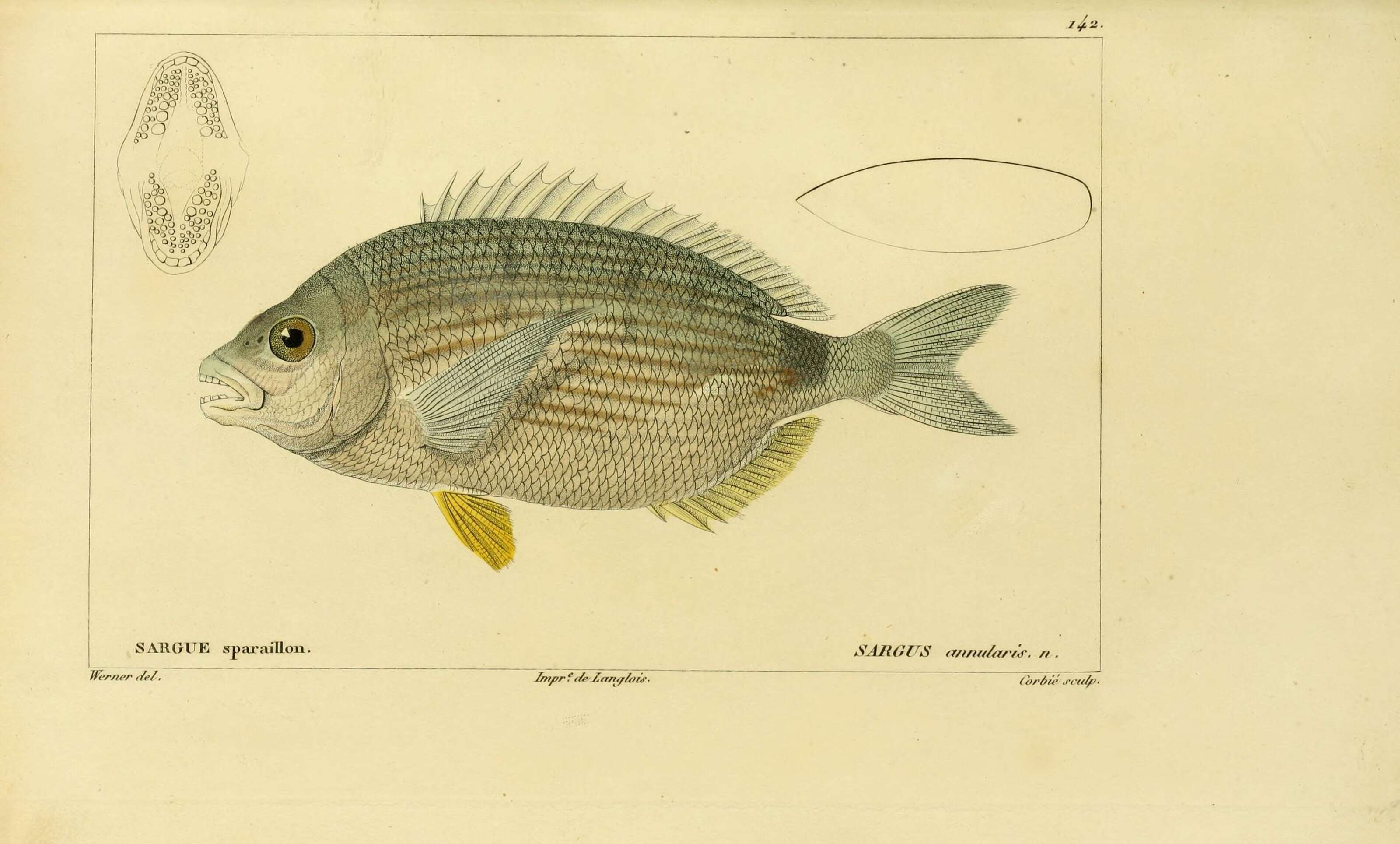 Imagem de Diplodus annularis (Linnaeus 1758)