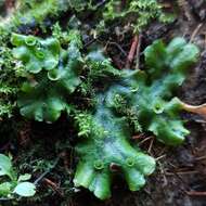 Image of common liverwort