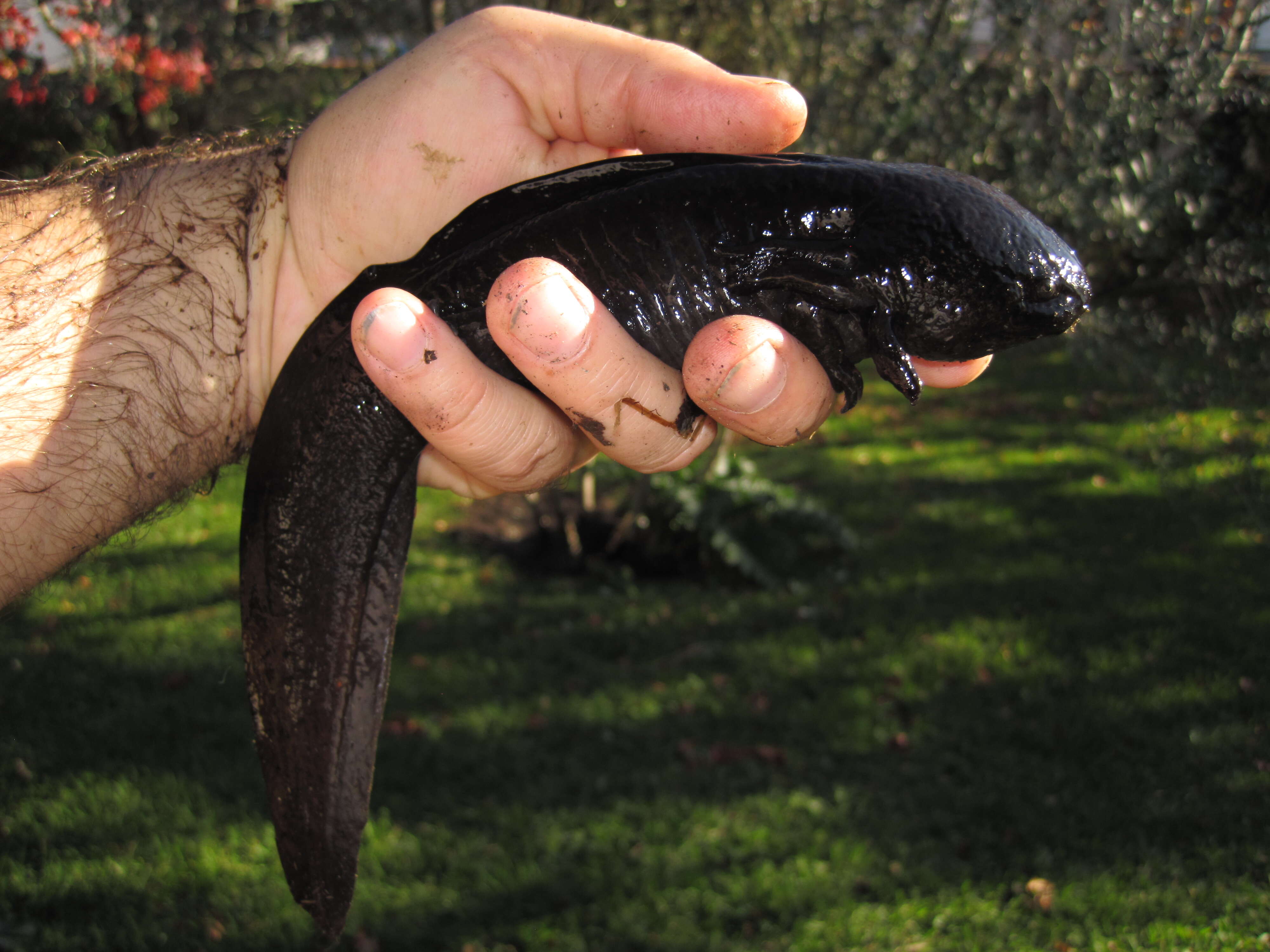 Imagem de Ambystoma mexicanum (Shaw & Nodder 1798)