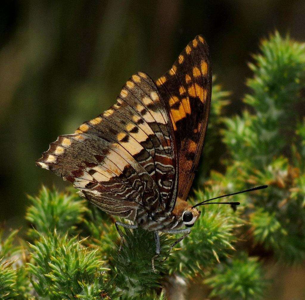 صورة Charaxes pelias