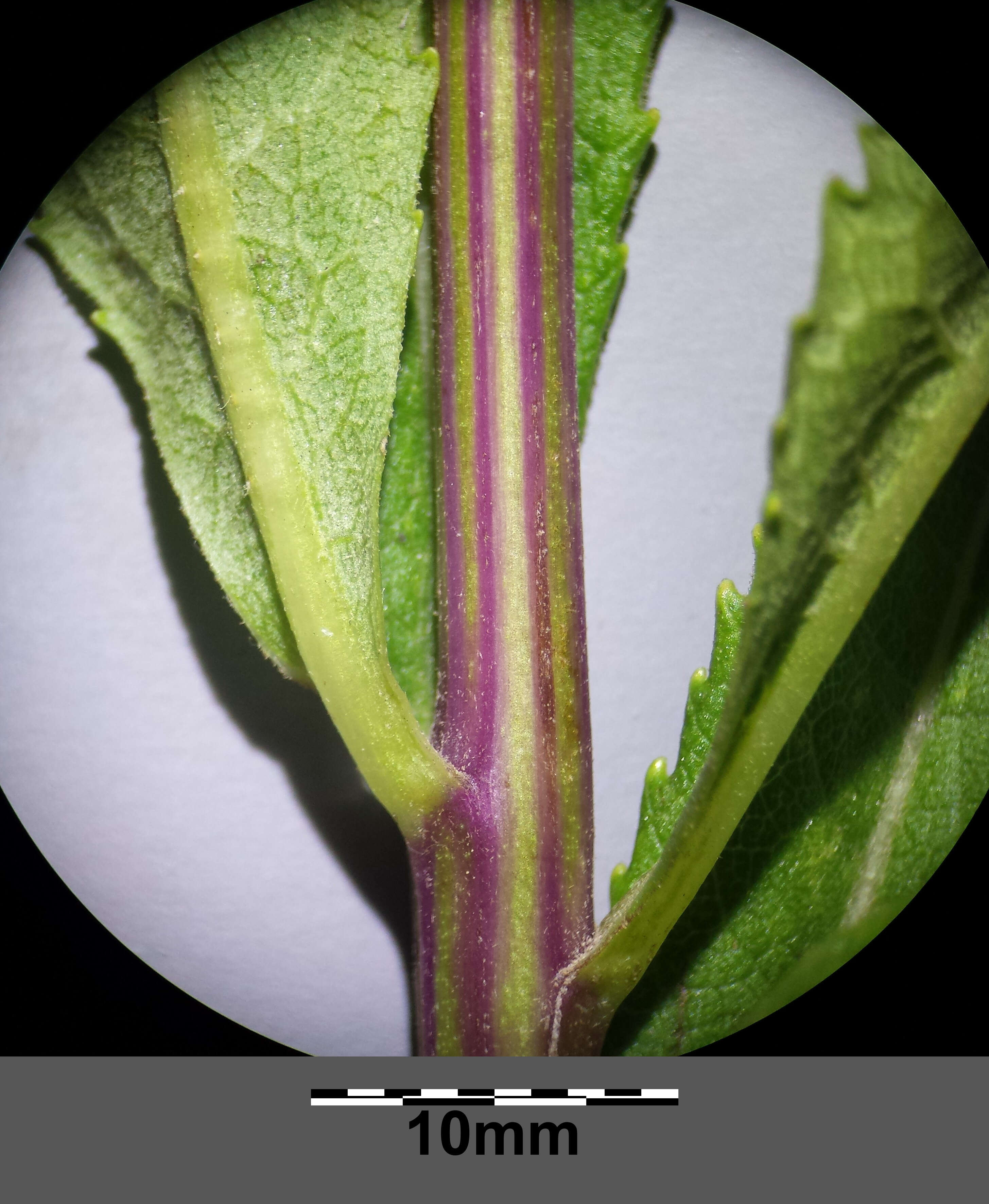 Image of Senecio sarracenicus L.