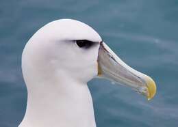 Image of White-capped Albatross