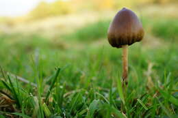 Plancia ëd Psilocybe semilanceata (Fr.) P. Kumm. 1871