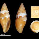 Image of Mitromorpha candeopontis Chino & Stahlschmidt 2009